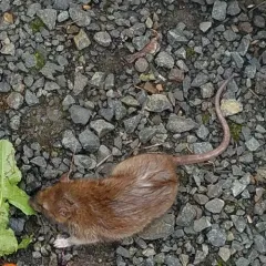 Brown Rat thumbnail 2