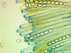 Peziza nivalis thumbnail 2