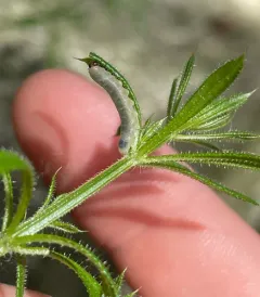 Bedstraw Sawfly thumbnail 4