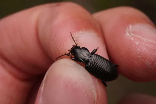 Pterostichus oregonus