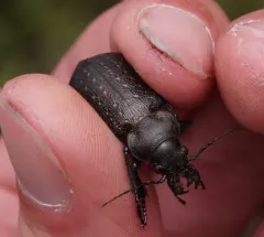 Calosoma tepidum thumbnail 3