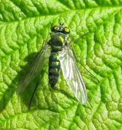 Condylostylus viridicoxa thumbnail 4