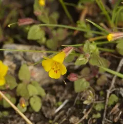 Stalk-leaved Monkeyflower thumbnail 4
