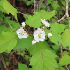 Big-fruit Hawthorn thumbnail 4