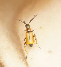 Malachius mirandus thumbnail 2