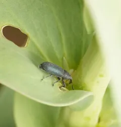 Dalmatian toadflax stem weevil thumbnail 2
