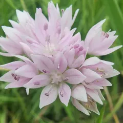 narrowleaf onion thumbnail 4