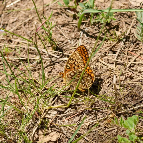 Callippe Fritillary
