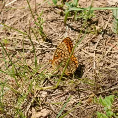 Callippe Fritillary thumbnail 1