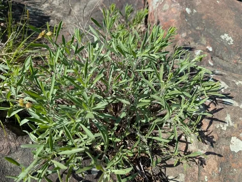 Stiffleaf False Goldenaster