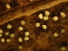 Physarum notabile thumbnail 1