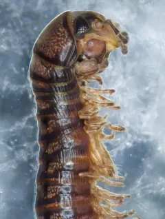 Litiulus alaskanus thumbnail 1