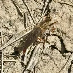 Stenopogon inquinatus thumbnail 3