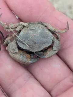Small Mud Crab thumbnail 4