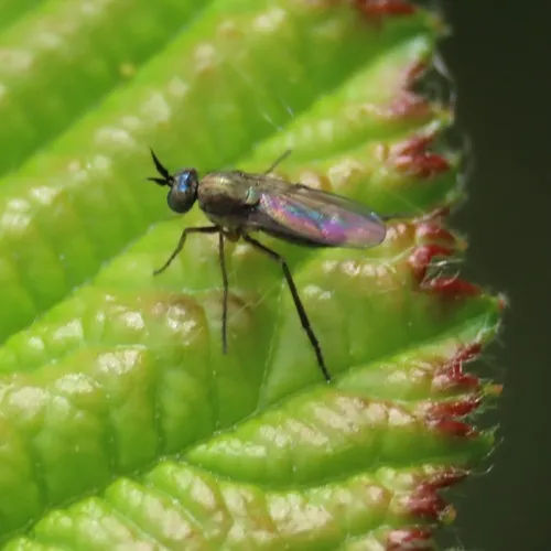 Syntormon flexibilis