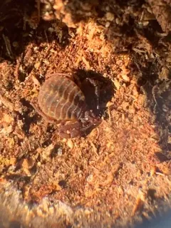 Pseudogarypus banksi thumbnail 4