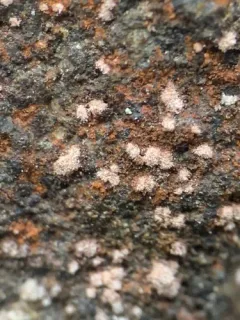 Enterographa zonata thumbnail 3
