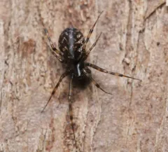 Latticed Sheet-web Weaver thumbnail 4