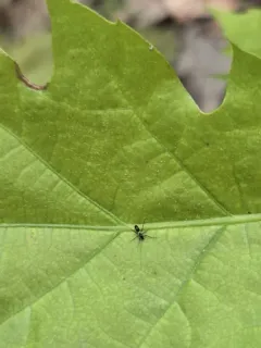 Chasmatonotus atripes thumbnail 3