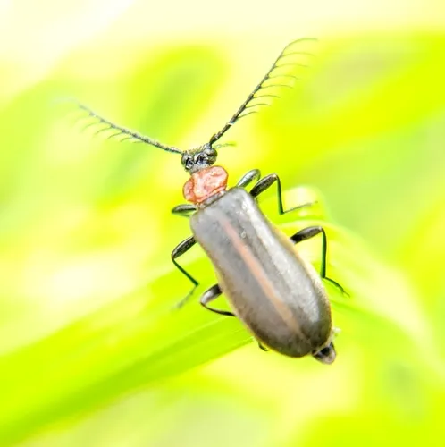 Flaming-pillow Beetle