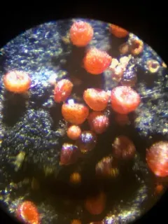 Dialonectria episphaeria thumbnail 4