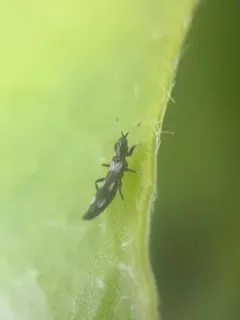 Aeolothrips versicolor thumbnail 3