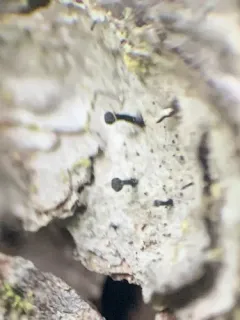 Rusted Stubble Lichen thumbnail 2