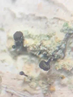 Chaenotheca ferruginea thumbnail 3