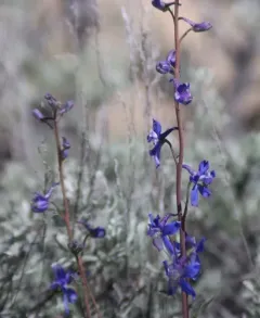 Anderson's larkspur thumbnail 3