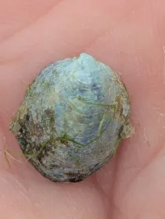 Convex Slippersnail thumbnail 4