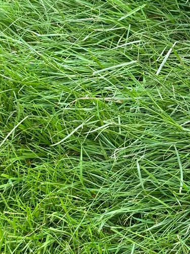 Manila grass