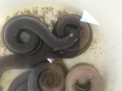 Pacific Hagfish thumbnail 2
