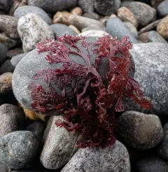Euthora cristata thumbnail 2