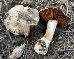 Cortinarius truckeensis thumbnail 3