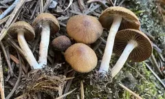 Psathyrella warrenensis thumbnail 3