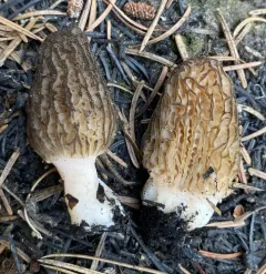 Morchella sextelata thumbnail 2