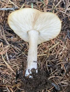 Melanoleuca strictipes thumbnail 4