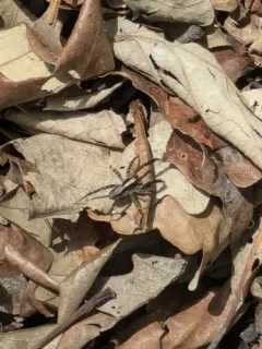 Brush-legged Split Wolf Spider thumbnail 3