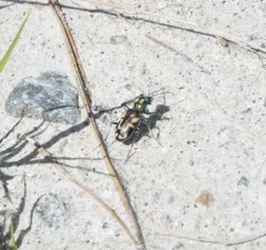 Dark Saltflat Tiger Beetle thumbnail 2