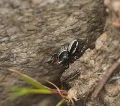 Habronattus sansoni thumbnail 4