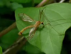 Nephrotoma eucera thumbnail 4