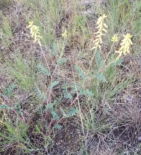 Rattle Milkvetch