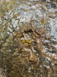 Golden Quicksilver thumbnail 4