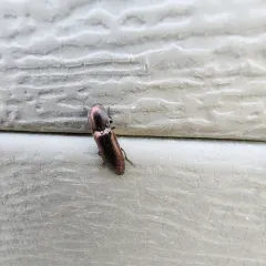 Resplendent Click Beetle thumbnail 3