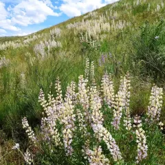 Longspur Lupine thumbnail 3