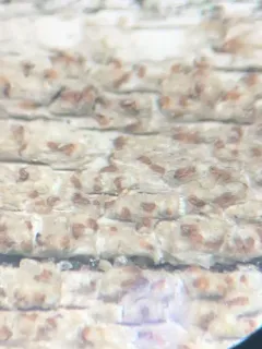 Xylographa opegraphella thumbnail 1