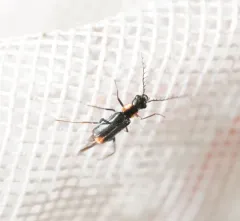Malachius horni thumbnail 4