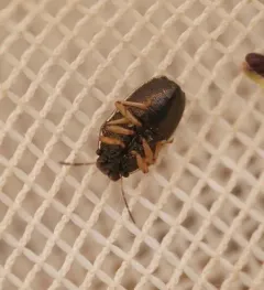 Neottiglossa tumidifrons thumbnail 4