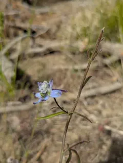 Thinpetal larkspur thumbnail 4
