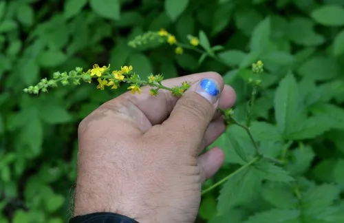 Beaked Agrimony